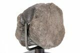 Dinosaur Vertebra with Metal Stand - Two Medicine Formation #192742-4